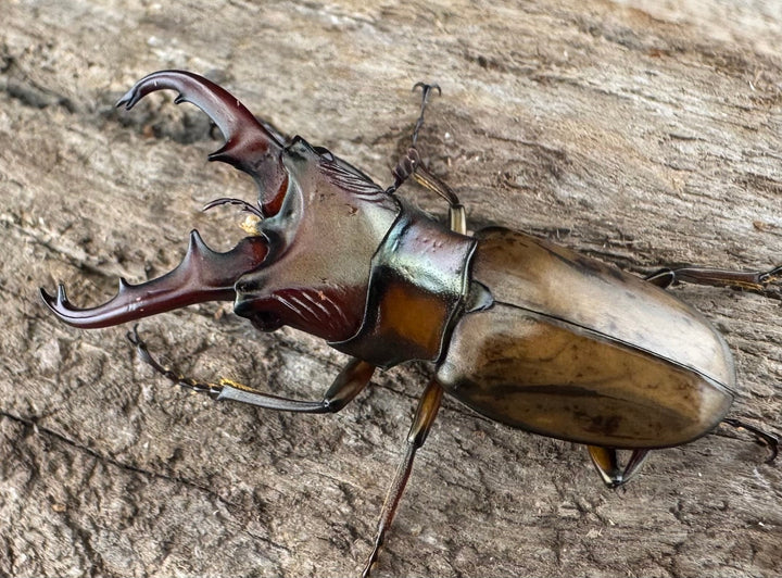 【WD】《アッサムホソアカ原名亜種 30.5mm A'品♂♀♀トリオ》