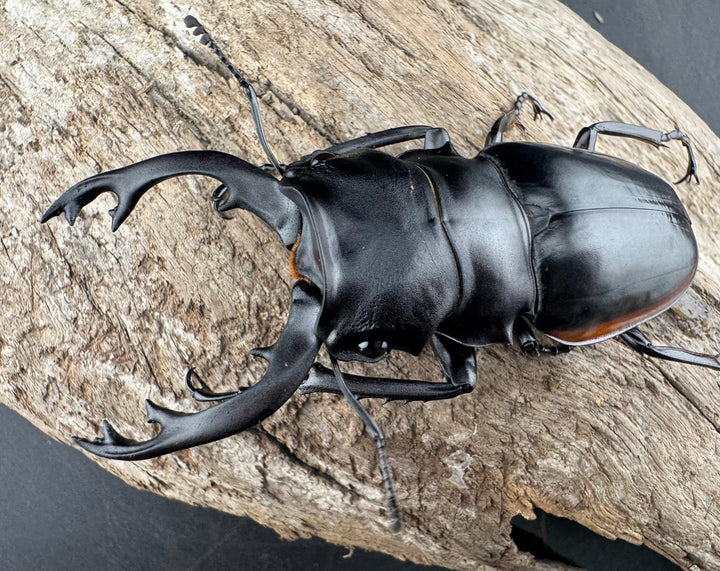 【WD】《クベラツヤクワガタ亜種sinensis 浙江省産 74.5mm ペア》