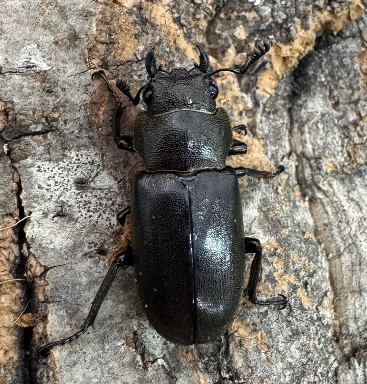 【WD】《メタリフェルホソアカ亜種finae 87mm A’品ペア》