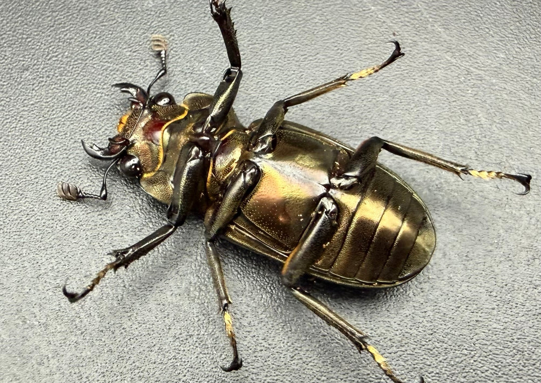 《メタリフェルホソアカ亜種サンギレンシス 72.5mm ペア》