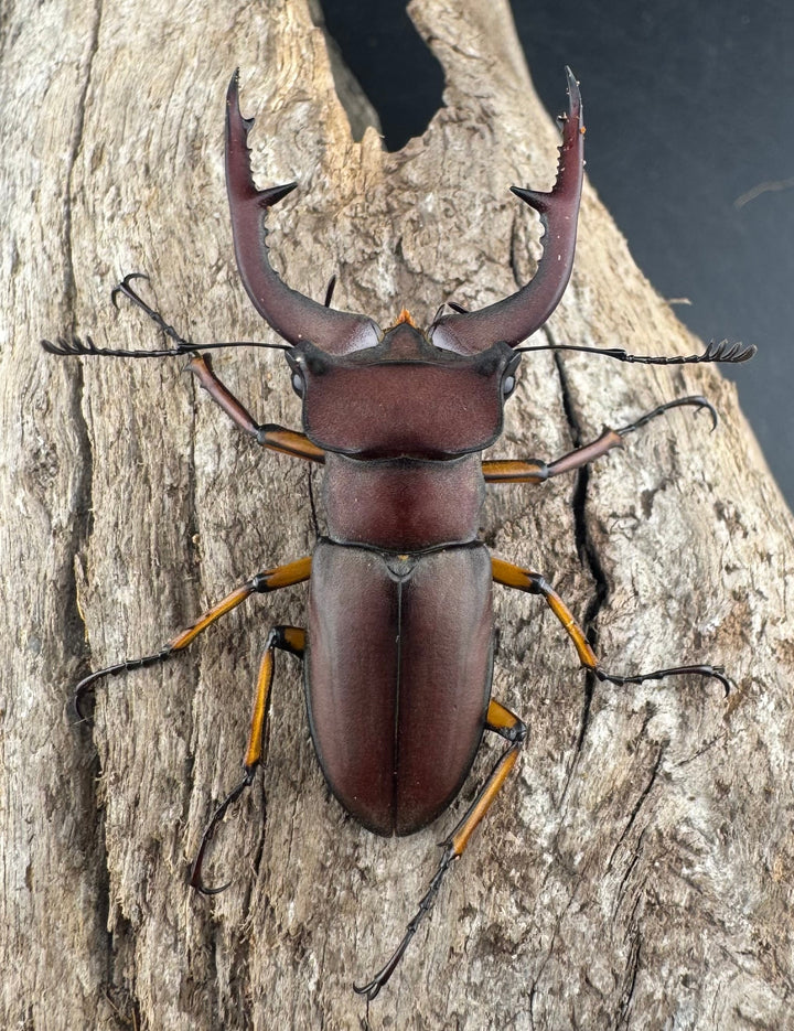 【WD】《マラッシミヤマ（マラッツィミヤマ） 47mm ペア》