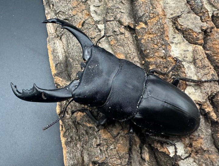 【WD】《北カマリネスヒラタ 86mm ♂単》