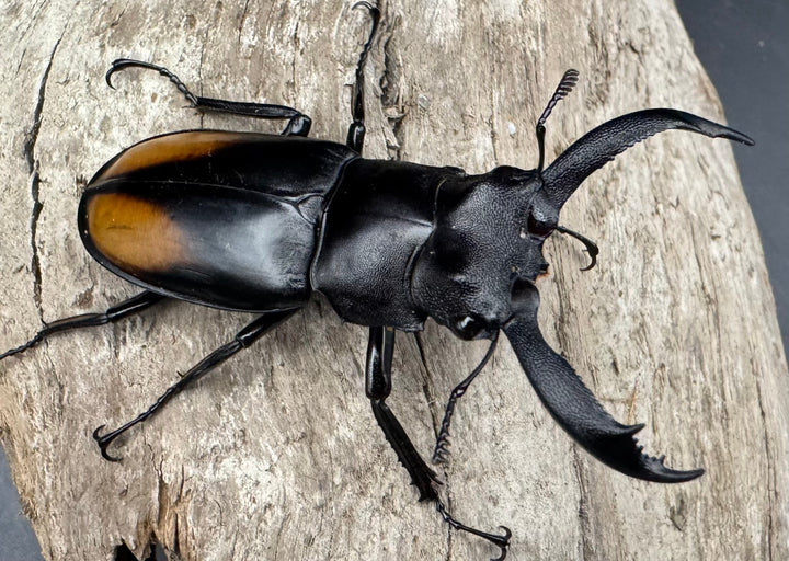 【WD】《セアカフタマタ（パリーフタマタ） 55mm ペア》