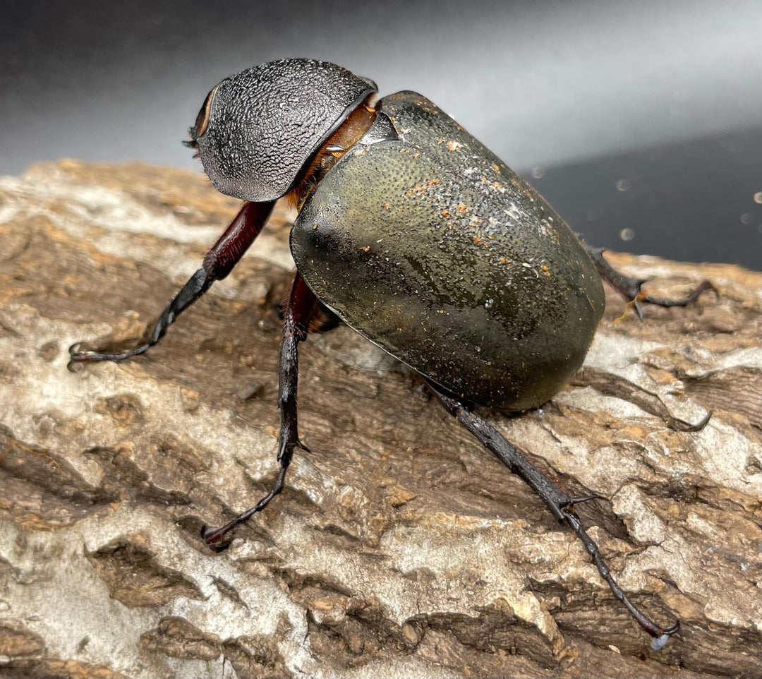 【WD】《ミンダナオアトラスオオカブト 90mmUP ペア》①