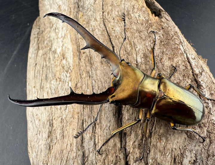 《メタリフェルホソアカ亜種サンギレンシス 72mm ペア》