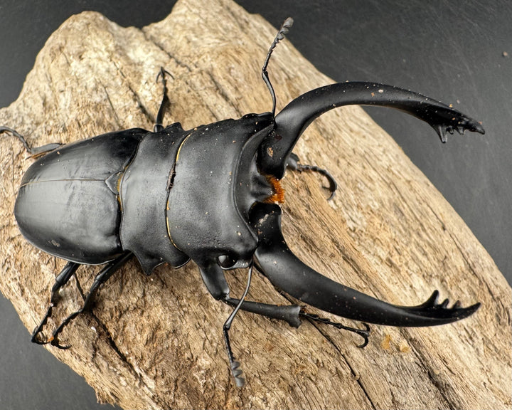 【WD】大型《アルケスツヤクワガタ ボアク島産 88.5mm ペア》