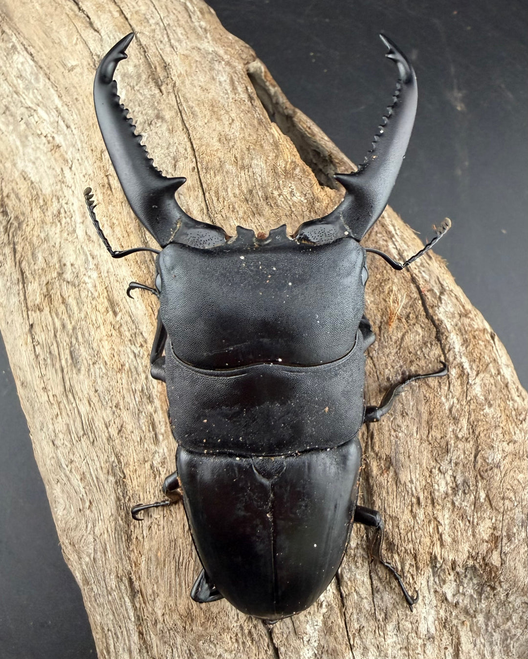 【WD】《パラワンオオヒラタ ガントン産 98mm ペア》