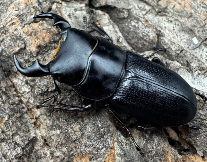 【WD】《ドルクス メンシウス 32.5ｍｍ ペア》