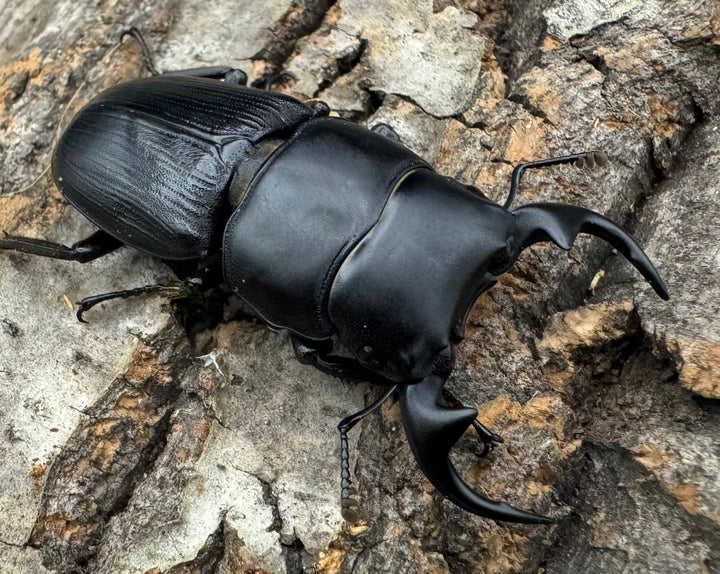 【WD】《ミンダナオパリーオオクワ  46mm ペア》