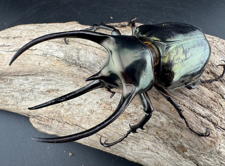 【WD】《ミンダナオアトラスオオカブト マラグサン産 98mm ペア》