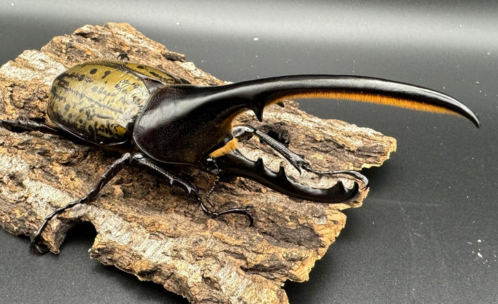 《ヘラクレス・ヘラクレス 129mm ペア》