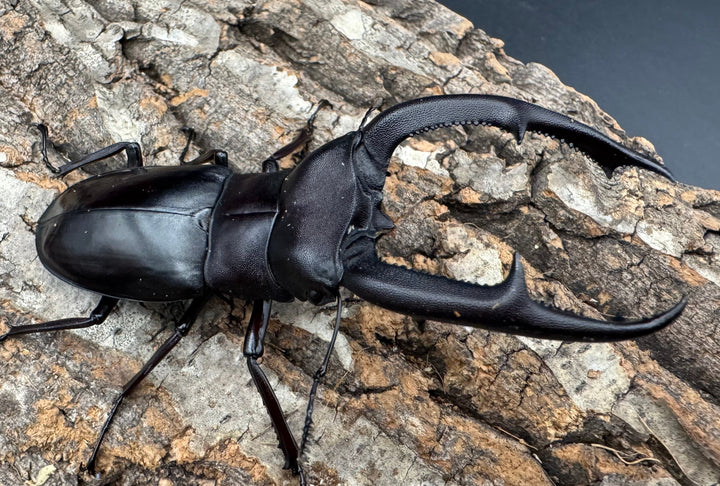 【WD】《マンディブラリスフタマタ 93.5mm ペア》