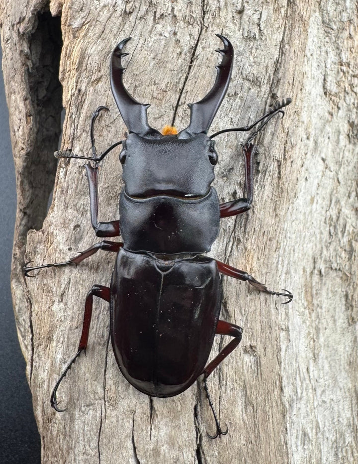 《ボーリンフタマタ亜種バミノルム 57mm ♂♀♀トリオ》