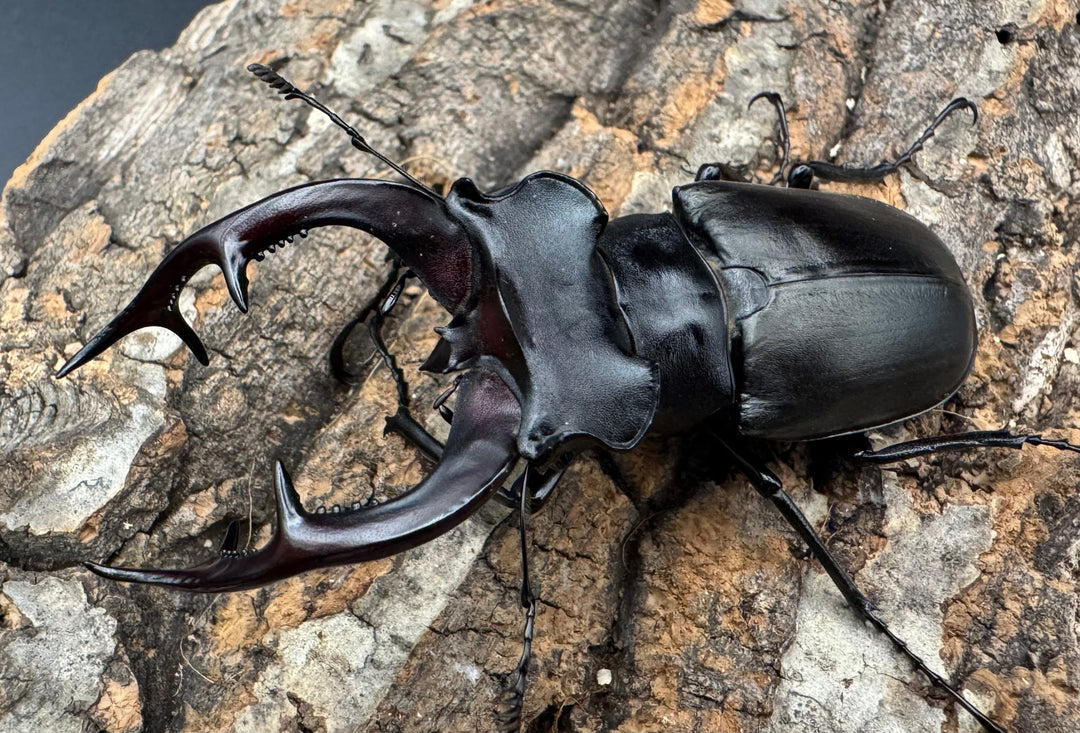 《アクベシアヌスミヤマ 80.5mm ペア》