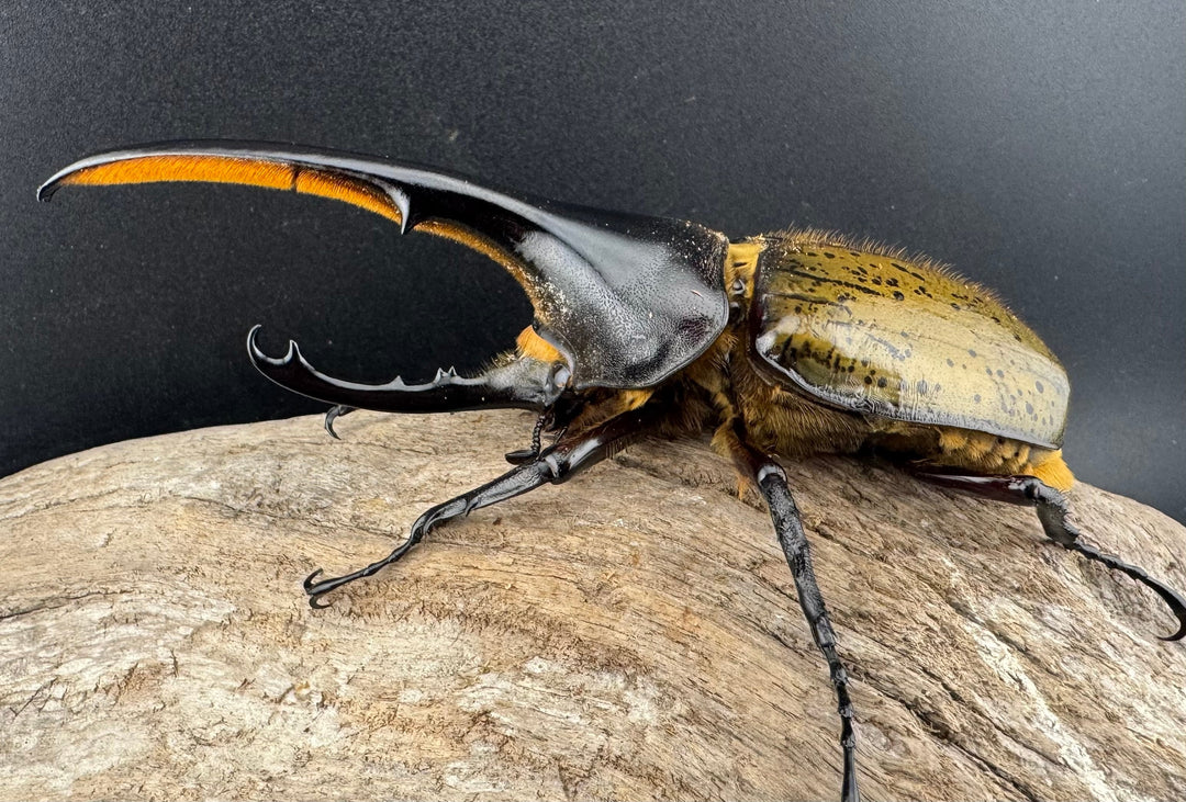 《ヘラクレス・ヘラクレス 134mm ペア》