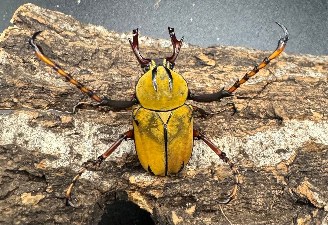 【WD】ワリックツノハナムグリ亜種bowringi ペア