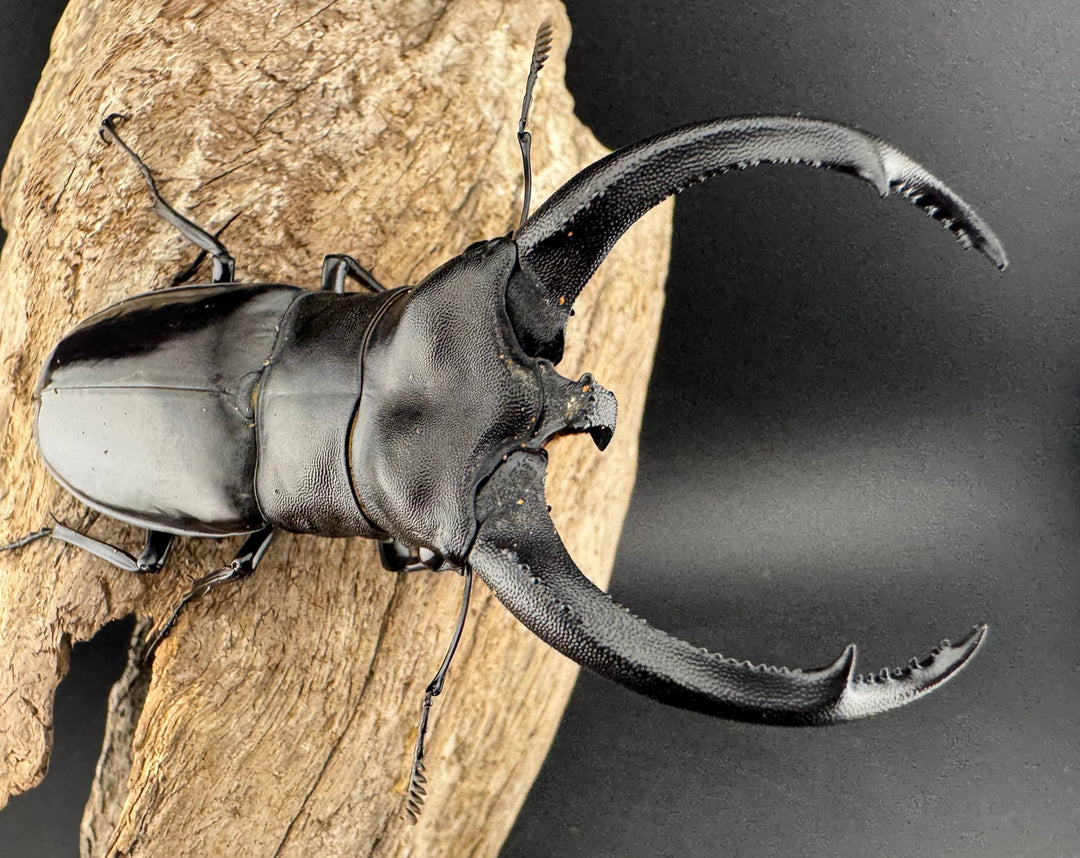 【WD】大型《リノケロスフタマタ 93.5mm ペア》