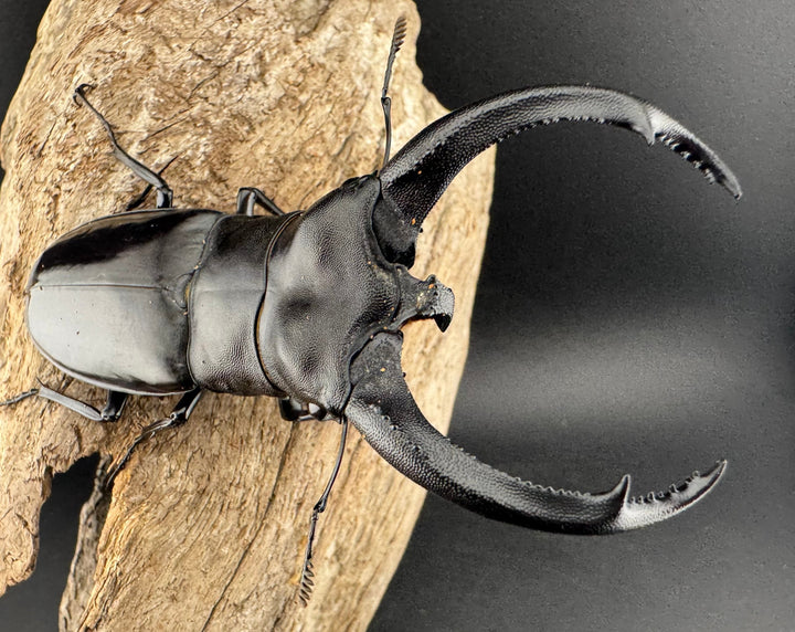 【WD】大型《リノケロスフタマタ 93.5mm ペア》