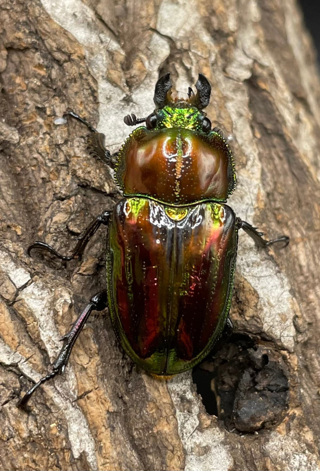 《ニジイロクワガタ 39mm ペア》