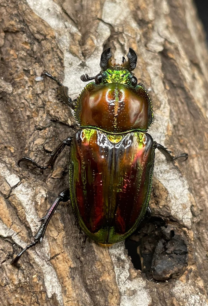 《ニジイロクワガタ 39mm ペア》