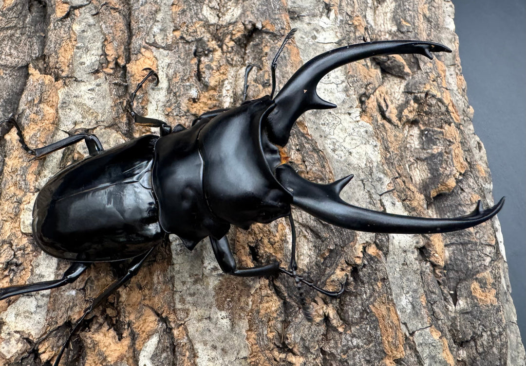 【WD】《インターメディアツヤクワガタ ネグロス産 96.5mm ペア》