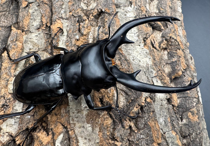 【WD】《インターメディアツヤクワガタ ネグロス産 96.5mm ペア》