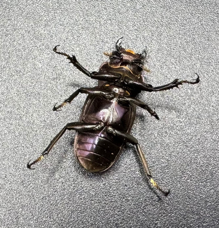 【美麗】《メタリフェルホソアカ 75mm ペア》わたくわ氏ブリード個体