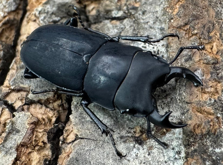 【WF2】《メタドルクス ロトゥンダトゥス 17.5mm ペア》