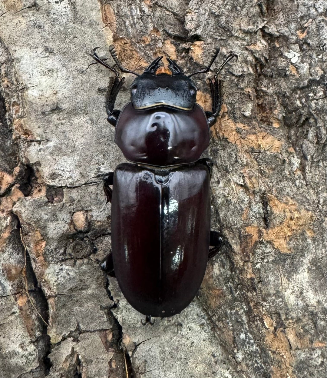 【WD】《ウォードコクワ チベット産 29mm ♀単》