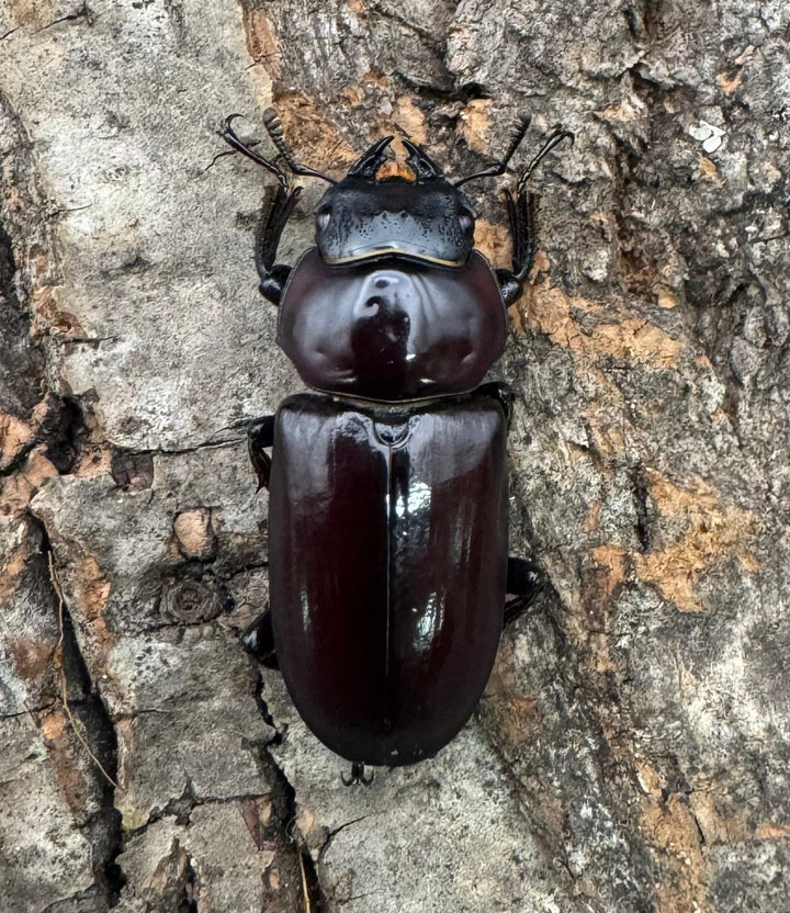 【WD】《ウォードコクワ チベット産 29mm ♀単》