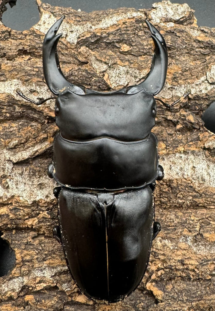 《オオクワガタ TT川西血統 80mm ♂単》ヒート氏ブリード個体