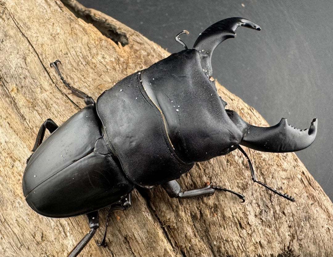 【WD】《スラウェシオオヒラタ 南スラウェシ産 81mm A’品ペア》