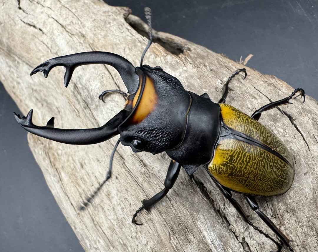 【WD】《スペクタビリスツヤクワガタ 74.5mm A’品ペア》