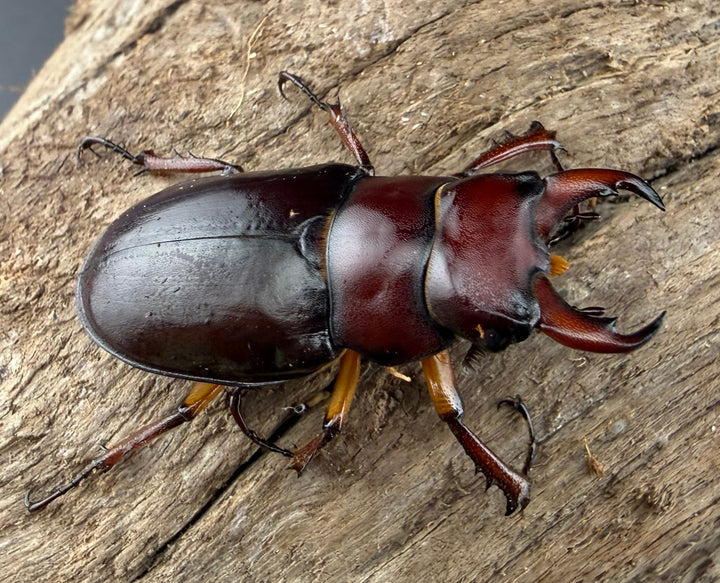 《カプレオルスミヤマクワガタ 35mm ペア》