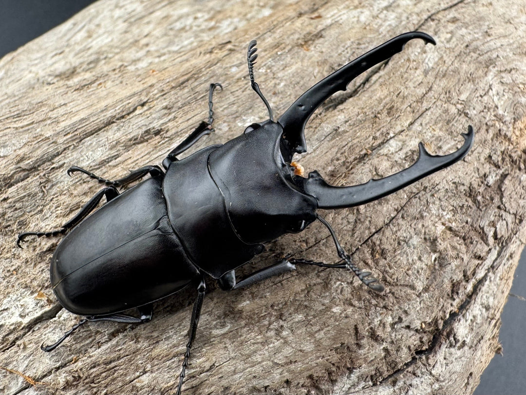 【WD】《ポレクトゥスノコギリクワガタ 51mm ♂♀♀トリオ》