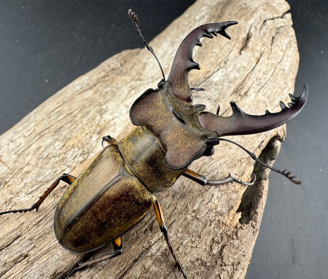 【WD】《ミヤマクワガタ 山梨県産 65mm ペア》