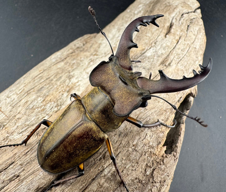 【WD】《ミヤマクワガタ 山梨県産 65mm ペア》