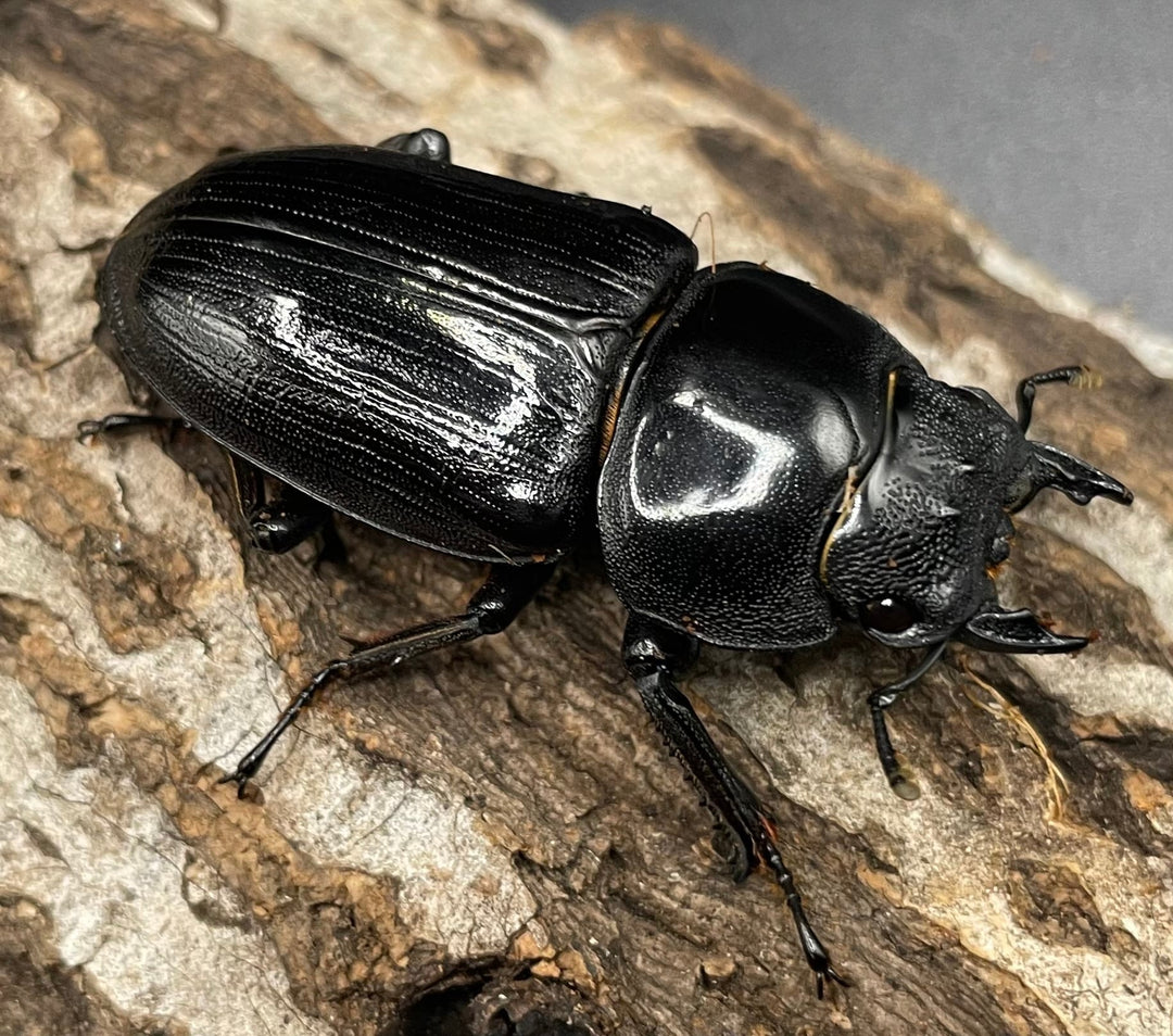 《オオクワガタ 久留米血統 75mm ペア》