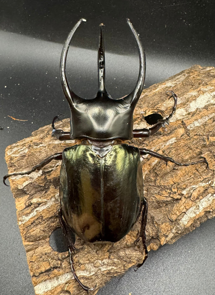 【WD】《スマトラコーカサスオオカブト 100mm ペア》