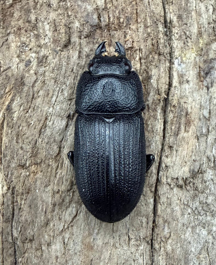 【F0】《ラエビコリスネブトクワガタ 23mm ♂♀♀トリオ》