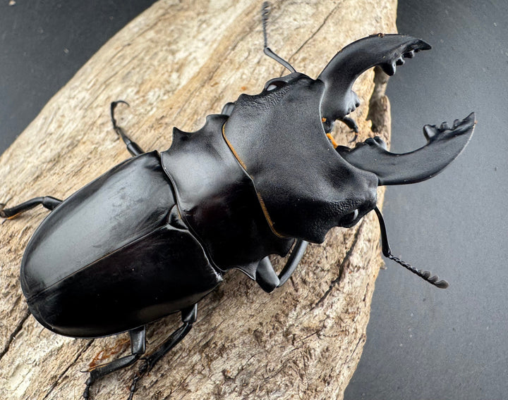 【WD】《ミンダナオアルケスツヤクワガタ 81.5mm ペア》