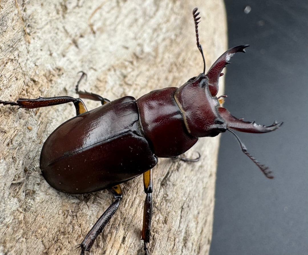 【WD】2021年新種《モーミヤマクワガタ 28mm ペア》