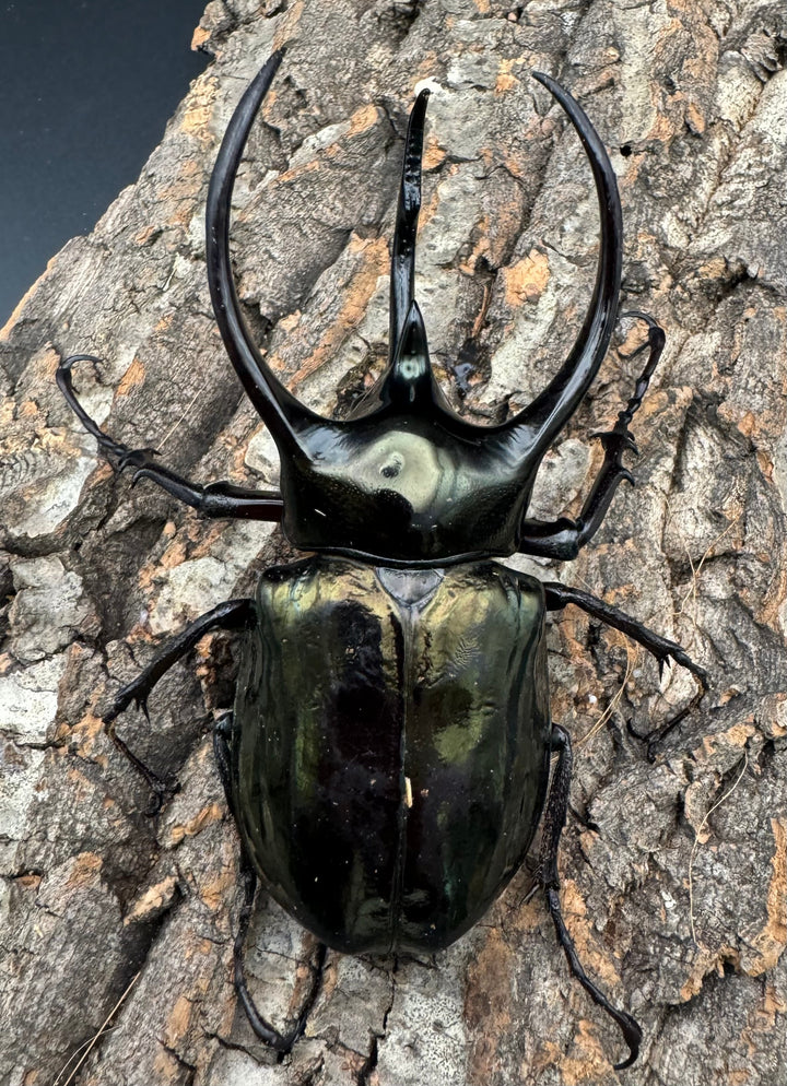 【WD】《ミンダナオアトラスオオカブト 97mm ペア》