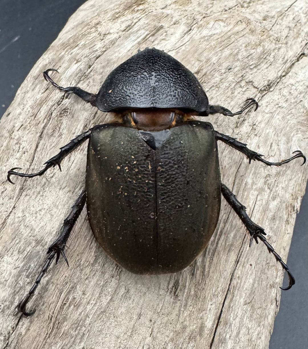 【WD】《ジャワコーカサスオオカブト 110mm A'品ペア》