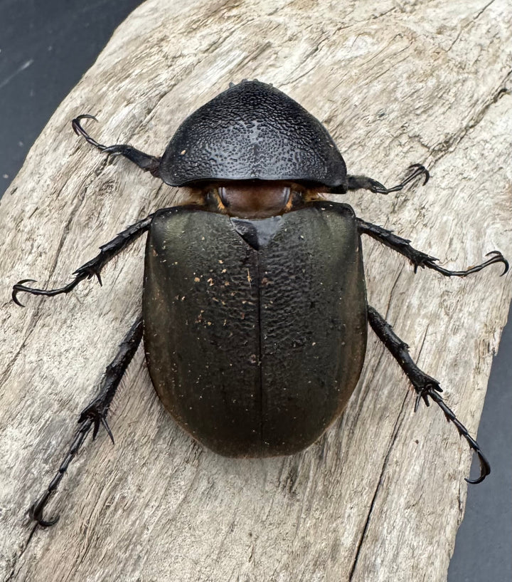 【WD】《ジャワコーカサスオオカブト 110mm A'品ペア》