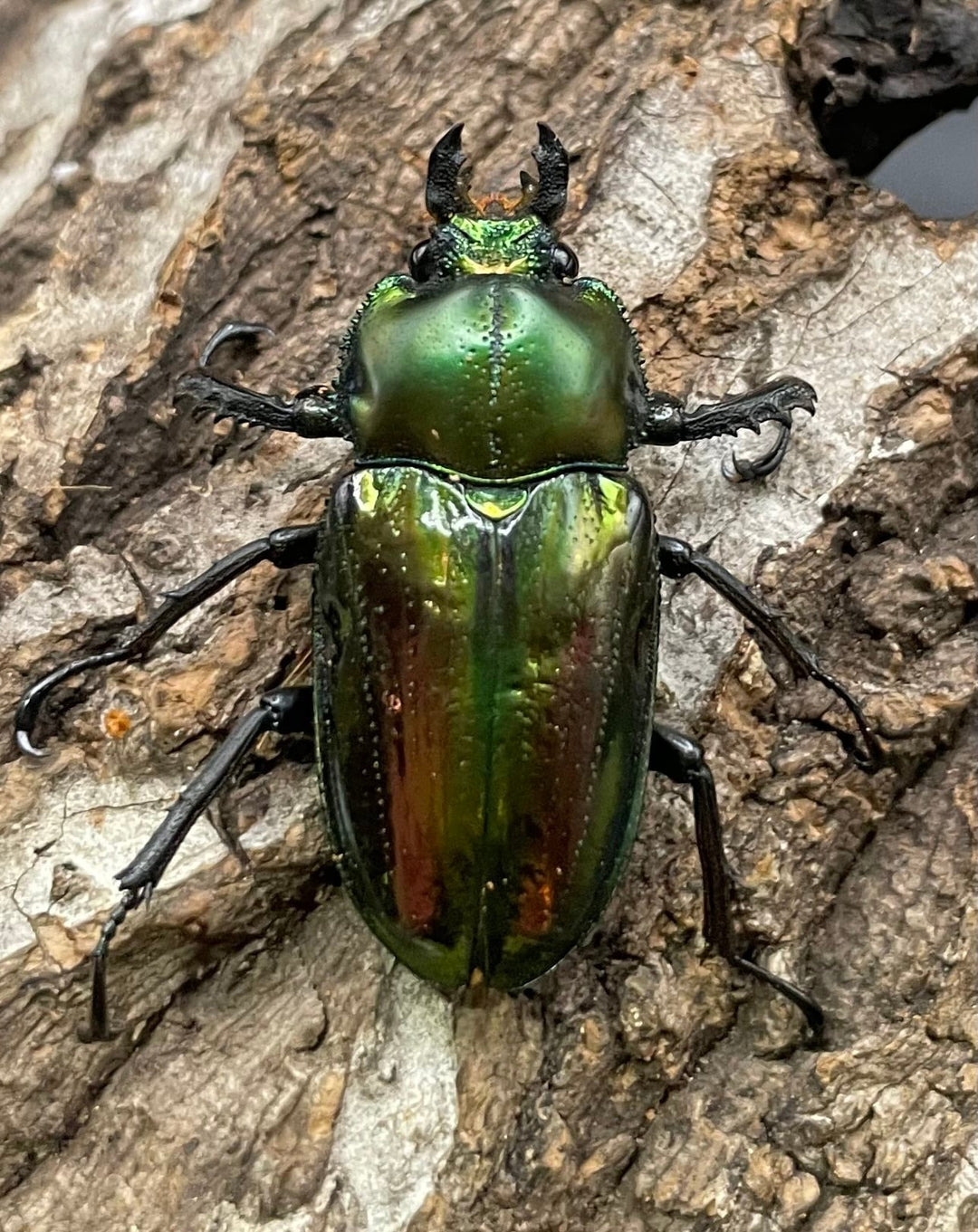 《ニジイロクワガタ Free ♂♀♀トリオ》