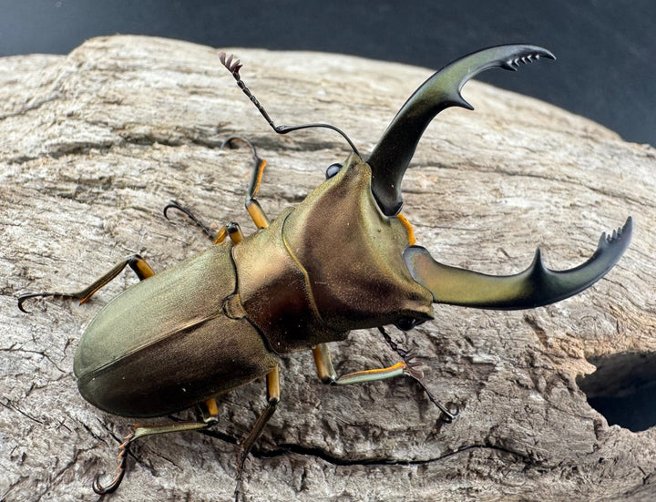 【WF1】《トゥルンカートスホソアカ 53.5mm ♂単》