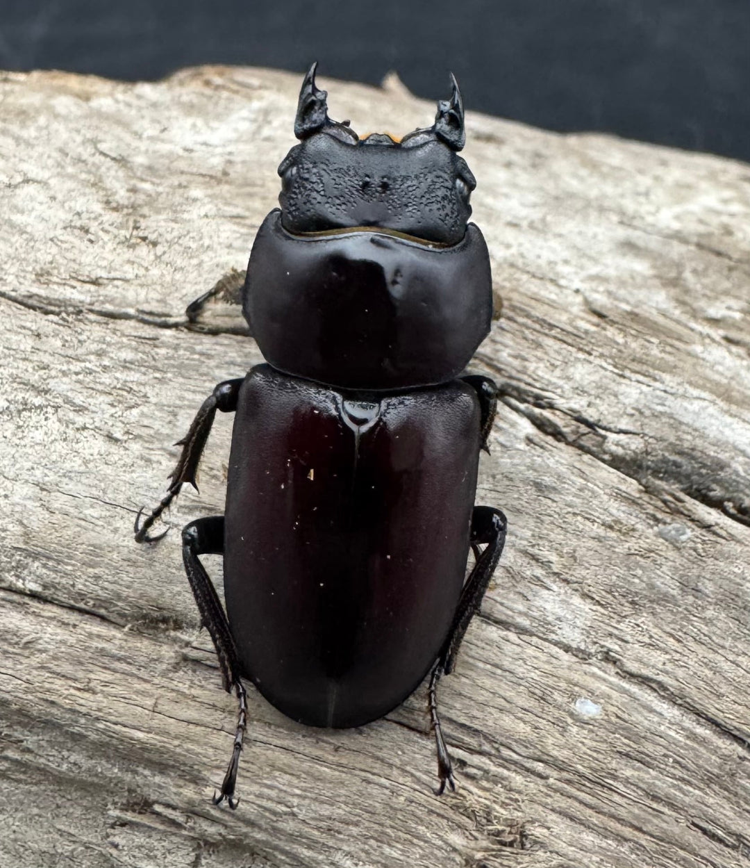 《ラティオキナティブスコクワガタ 30mm ペア》