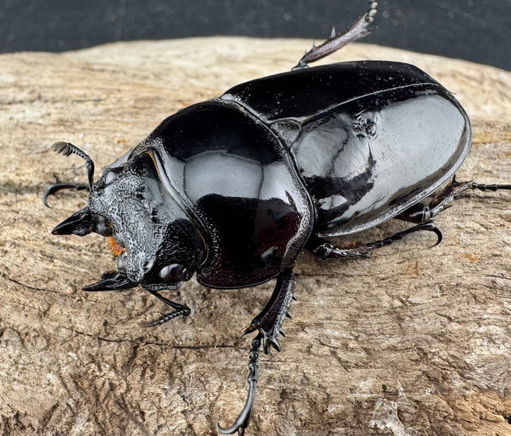 【赤目】《赤レギウスオオツヤクワガタ 魔閃紅血統 46mm ♀単》inohiro109氏ブリード個体