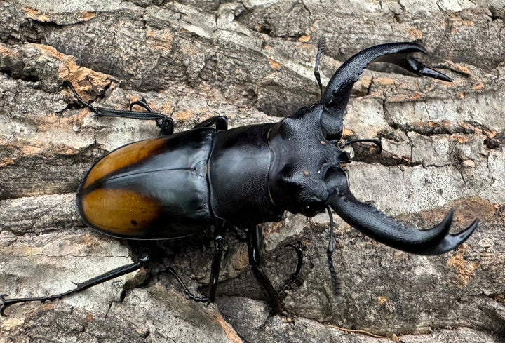 【WD】《セアカフタマタ（パリーフタマタ） 70mm ペア》